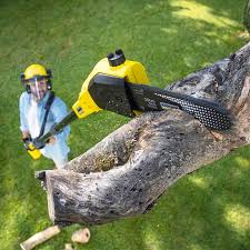 Lawn Pest Prevention in Caro, MI